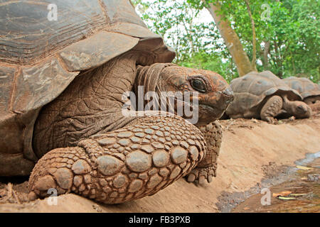 Aldabra tartarughe giganti (Aldabrachelys gigantea) sull isola prigione, Zanzibar Foto Stock