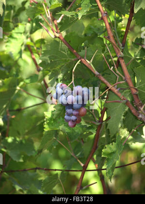 Close-up di grappoli di vino rosso uva sulla vite Foto Stock