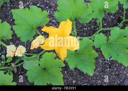 Fiori di zucca Foto Stock