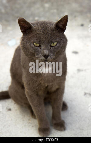 Gatto grigio con giallo / verde occhi e torace bianco patch seduti sul pavimento in calcestruzzo Foto Stock