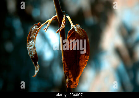 Le foglie di indiani Pipal tree. Foto Stock