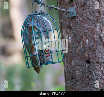 Scoiattolo in prova di scoiattolo Bird Feeder Foto Stock