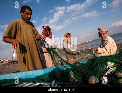 Estrarre il pesce dalle reti, mercato del pesce in Barka, Oman Foto Stock