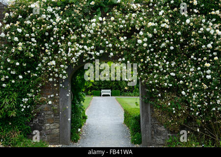 Rosa Pauls Himalayan Musk walled garden cancello di ingresso gateway coperto di copertura rose Rose fiore fiori rambler rampicate floreale RM Foto Stock