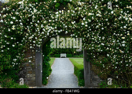 Rosa Pauls Himalayan Musk walled garden cancello di ingresso gateway coperto di copertura rose Rose fiore fiori rambler rampicate floreale RM Foto Stock