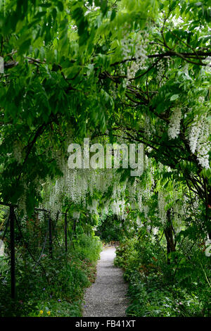 White Wisteria sinensis arch arcuata tunnel pergola fiore fiori a piedi passerella coperta di copertura fioritura scalatore molla floreale RM Foto Stock