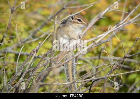 Scoiattoli. La fauna selvatica della parte settentrionale dell'isola di Sakhalin, Russia. Paesaggi, paesaggi marini, animali. Spiedo di sabbia Piltun. Foto Stock