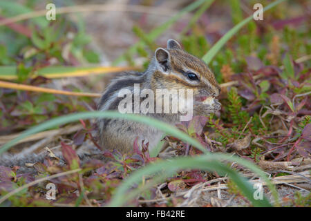 Scoiattoli. La fauna selvatica della parte settentrionale dell'isola di Sakhalin, Russia. Paesaggi, paesaggi marini, animali. Spiedo di sabbia Piltun. Foto Stock