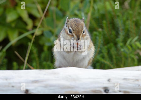 Scoiattoli. La fauna selvatica della parte settentrionale dell'isola di Sakhalin, Russia. Paesaggi, paesaggi marini, animali. Spiedo di sabbia Piltun. Foto Stock