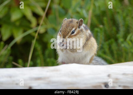 Scoiattoli. La fauna selvatica della parte settentrionale dell'isola di Sakhalin, Russia. Paesaggi, paesaggi marini, animali. Spiedo di sabbia Piltun. Foto Stock