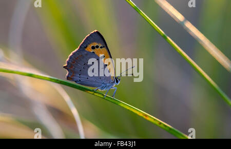 Farfalla in un habitat naturale Foto Stock