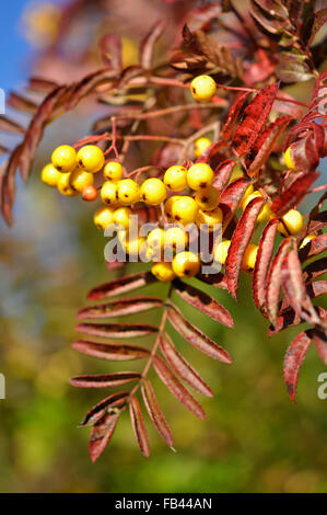 Di colore giallo brillante bacche su un Sorbus 'Giuseppe rock' Albero in autunno sunshine. Foto Stock