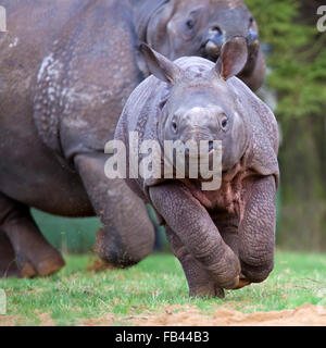 Un giovane il rinoceronte indiano di vitello con sua madre Foto Stock