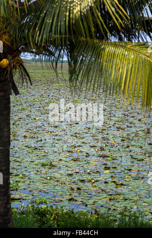 Backwaters nel Kerala, India. Le lagune sono una rete estesa di 41 ovest ad incastro che scorre fiumi, laghi e canali th Foto Stock