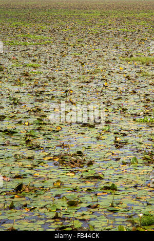 Backwaters nel Kerala, India. Le lagune sono una rete estesa di 41 ovest ad incastro che scorre fiumi, laghi e canali th Foto Stock