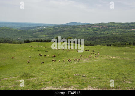 Gregge di pecore in Val d'Orcia Toscana Foto Stock