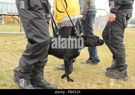 Uno sniffer cane e il gestore ricerca di droghe illegali tra musica in arrivo i frequentatori del festival durante la routine di controlli di sicurezza, REGNO UNITO Foto Stock