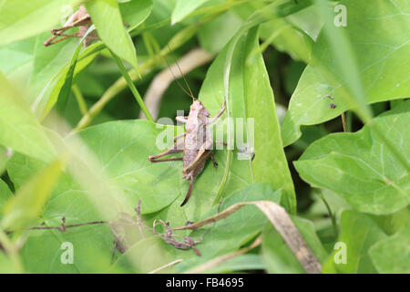 Dark Bush-cricket (Pholidoptera griseoaptera), femmina, Norfolk, Inghilterra, Regno Unito. Foto Stock