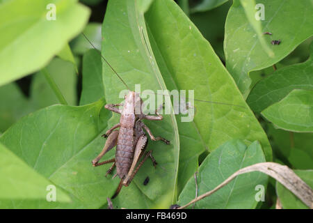 Dark Bush-cricket (Pholidoptera griseoaptera), femmina, Norfolk, Inghilterra, Regno Unito. Foto Stock