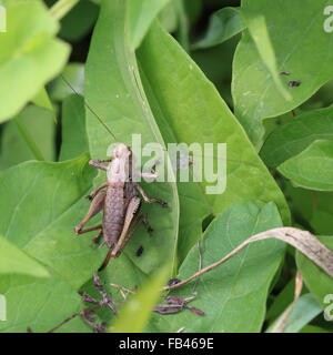 Dark Bush-cricket (Pholidoptera griseoaptera), femmina, Norfolk, Inghilterra, Regno Unito. Foto Stock