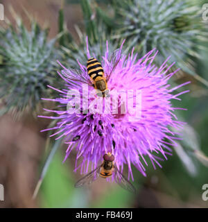 Hoverflies sul fiore di cardo testa, Norfolk, Inghilterra, Regno Unito. Foto Stock