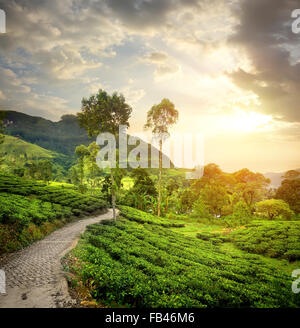 Il tè verde di piantagioni in Nuwara Eliya e nuvole Foto Stock