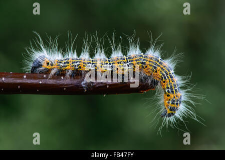 Caterpillar su un ramoscello Foto Stock