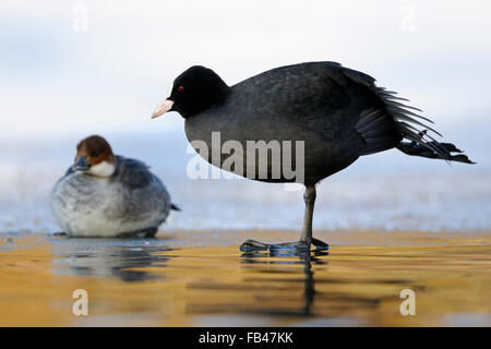 Coca eurasiatica (Fulica atra) e Smew femmina (Mergellus albellus), una accanto all'altra, confronto dimensioni., sembra divertente, fauna selvatica, Europa. Foto Stock