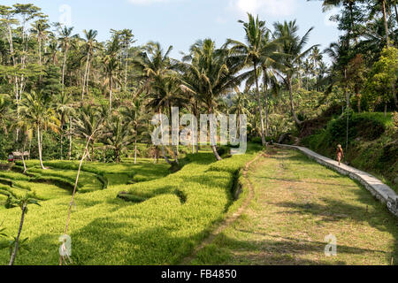Terrazze di riso a Gunung Kawi Tempio Tampaksiring nei pressi di Ubud, Bali, Indonesia Foto Stock