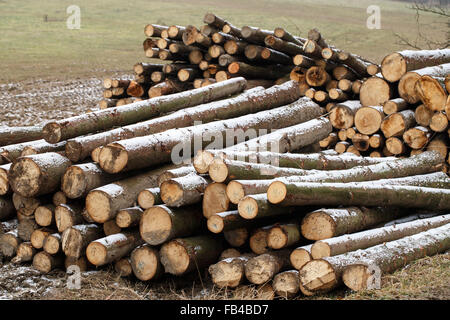 Una vista di enormi pile di tronchi impilati in una fabbrica di legname Foto Stock