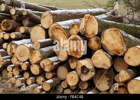 Una vista di enormi pile di tronchi impilati in una fabbrica di legname Foto Stock