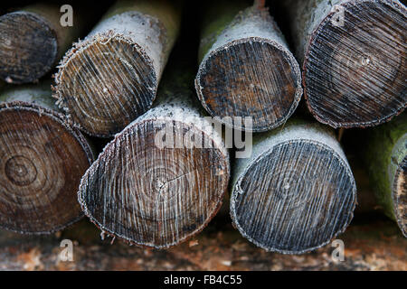 Gelo su una catasta di legna da ardere Foto Stock