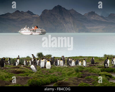 Georgia del Sud, Cumberland Bay, Jason Harbour, MS Hanseatic, Antartico, nave da crociera ormeggiata in bay oltre re pinguini Foto Stock