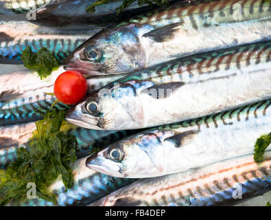 Sgombri, pesce del mediterraneo, al mercato a Napoli, Italia Foto Stock