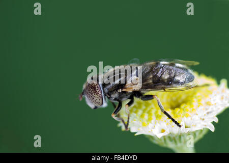 Grandi macchie-eyed drone fly (Eristalinus aeneus) su un fiore Foto Stock