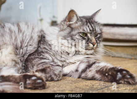 Con i capelli lunghi gatto persiano Foto Stock