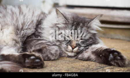 Con i capelli lunghi gatto persiano Foto Stock