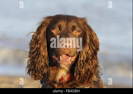 Cane domestico, lavorando Cocker Spaniel tipo, ritratto, fotografati a Aldeburgh, Suffolk, Inghilterra, Dec 2015 Foto Stock