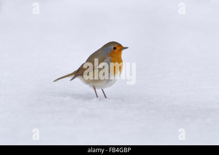 Unione robin (Erithacus rubecula) permanente sulla neve fresca, Bentley, Suffolk, Dicembre 2009 Foto Stock