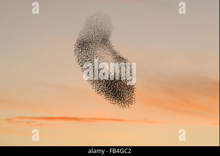 Starling gregge (Sturnus vulgaris) al tramonto, raggruppamento nel cielo causato dalla presenza di predatori, con rosa tramonto Colori, RSPB Foto Stock