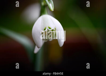 Galanthus lady beatrix stanley snowdrop fiori bianchi contrassegni verdi bulbi da fiore snowdrops Spring fioritura bloom fiore doppio Foto Stock