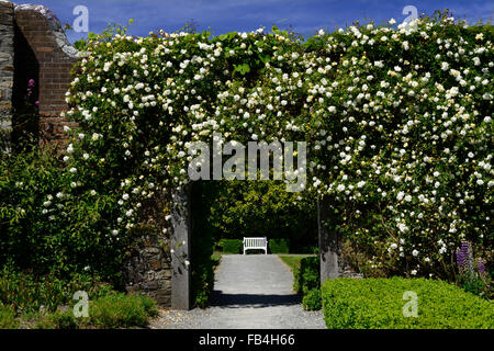 Rosa Pauls Himalayan Musk walled garden cancello di ingresso gateway coperto di copertura rose Rose fiore fiori rambler rampicate floreale RM Foto Stock