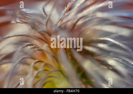Una morbida Clematis seme head visto in stretta verso l'alto. Foto Stock