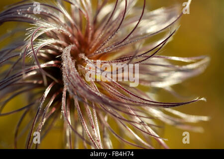 Una morbida Clematis seme head visto in stretta verso l'alto. Foto Stock