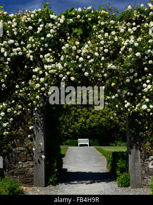 Rosa Pauls Himalayan Musk walled garden cancello di ingresso gateway coperto di copertura rose Rose fiore fiori rambler rampicate floreale RM Foto Stock