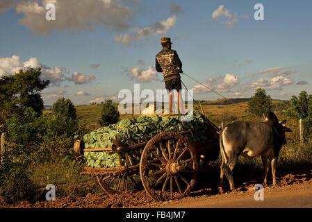 Gli agricoltori birmano guidare i buoi i carri carichi di cavoli cappucci e verzotti di attesa di carrello con prenderà gli ortaggi raccolti sul mercato. Foto Stock