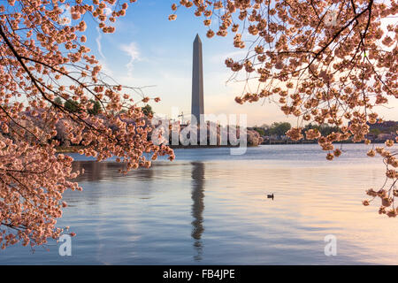 Washington DC, Stati Uniti d'America presso il bacino di marea con il Monumento a Washington nella stagione primaverile. Foto Stock