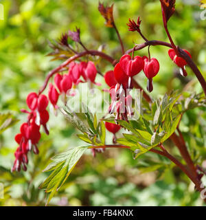 Traenendes Herz - cuore di spurgo 04 Foto Stock