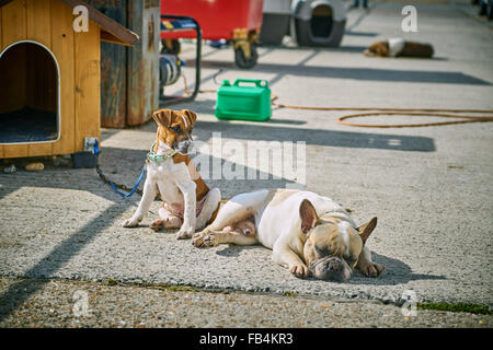 Cucciolo cani in appoggio al sole al di fuori del loro allevamento Foto Stock