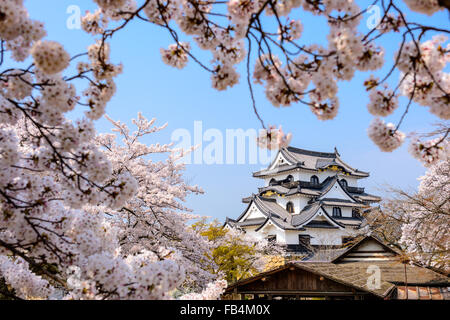 Hikone, Japan at Hikone Casle in the spring season. Foto Stock